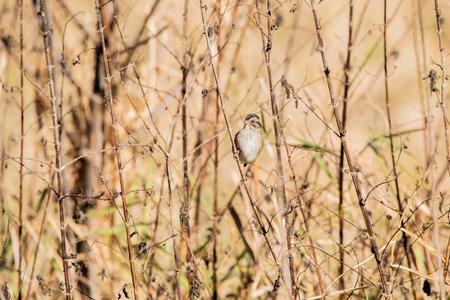 Sparrow perched in the bare tree branches of an autumn day.の写真素材