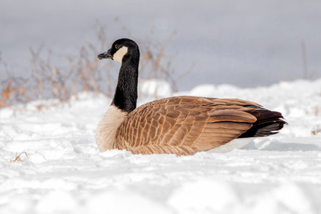 Canada Goose (Branta canadensis) on snow in winter, close up photoの写真素材