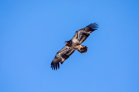 Juvenile bald eagle in flight against blue sky, photo taken from belowの写真素材