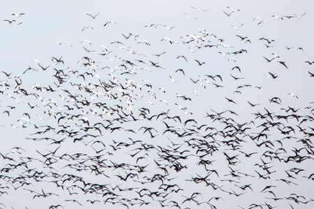 Flock of snow geese and other migratory birds flying in the sky on a day in early spring, nature seriesの写真素材