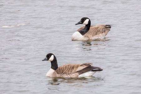 A pair of Canada Geese swimming in the lake on a day in early spring in Iowa.の写真素材