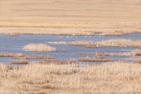 Snow geese swimming in the lake, far away view. Early spring in Iowa, USA.の写真素材