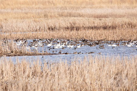 Flock of snow geese and ducks on a pond in a wetland on a spring day in Iowaの写真素材