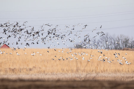 Flock of snow geese flying in a field in winter.の写真素材