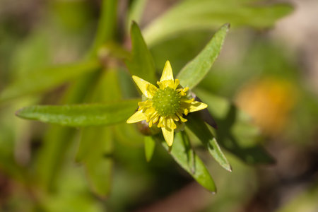 Flower of a small flowered buttercup blooming in the springtime, close up photo.の写真素材