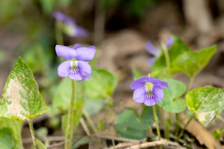 Purple violets (Viola odorata) blooming in the forest