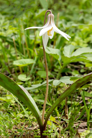 Erythronium densiflorum, white spring flower closeupの写真素材