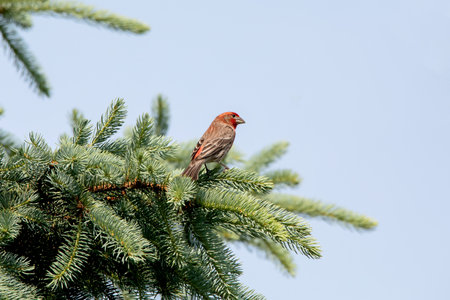 Male House Finch on a branch of a coniferous tree isolated on a clear blue sky background on a spring day in Iowa.の写真素材