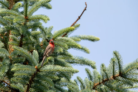 Male House finch perched on a branch of a coniferous tree facing toward the camera.の写真素材
