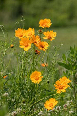 Yellow cosmos flowers on a green meadow.の写真素材