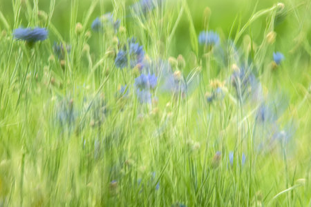 Blurred background of blue cornflowers and green grass in springの写真素材
