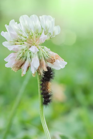 A fuzzy brown and black caterpillar eats the petals of a white clover flower, closeup of photo.の写真素材