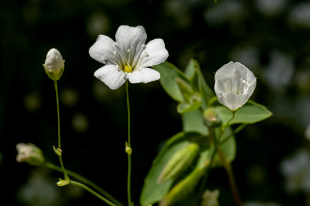 White flowers (gypsophila elegans) in the garden on a background of green leaves, close-upの写真素材