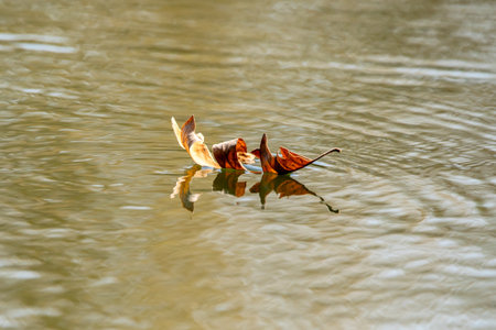 Autumn leaf floating on the surface of the water in autumn.の写真素材