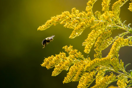 A bee flies near yellow flowers commonly called goldenrod, closeup photo.