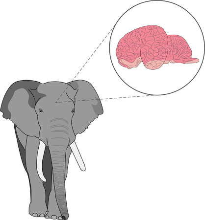 Elephant illustration with magnified view of brainのイラスト素材
