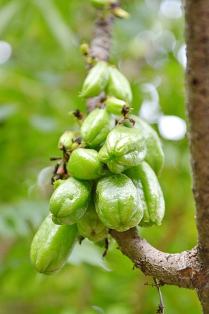 Talingplingの写真素材