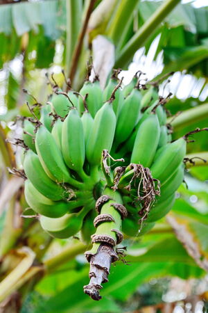 Unripe bananas in the jungle close upの写真素材
