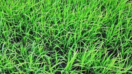 rice fieldの写真素材