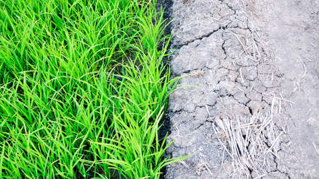 rice fieldの写真素材