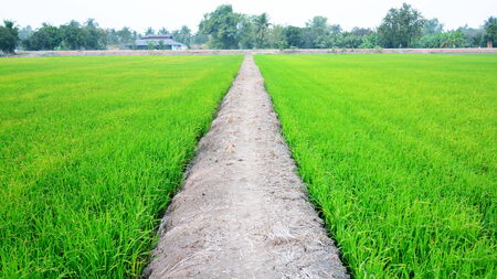 rice fieldの写真素材