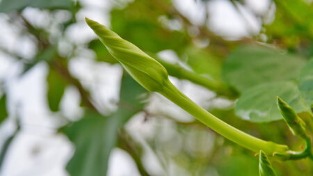 herb flowers Moon flower.の写真素材