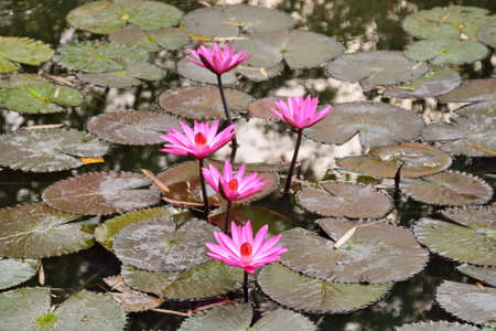 Pink lotus blossoms or water lily flowers blooming on pondの写真素材