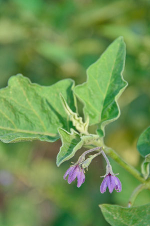 Eggplant, Eggplant in garden , Eggplant growing in gardenの写真素材