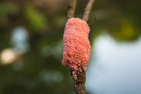Apple snail eggs.の写真素材
