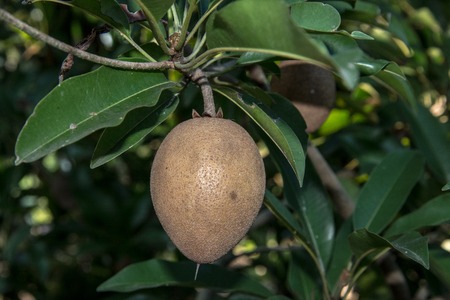 Sapodilla on tree,Fruit backgroundの写真素材