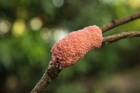 Apple snail eggs.の写真素材