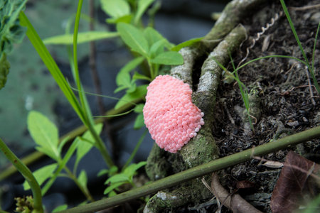 Apple snail eggs.の写真素材