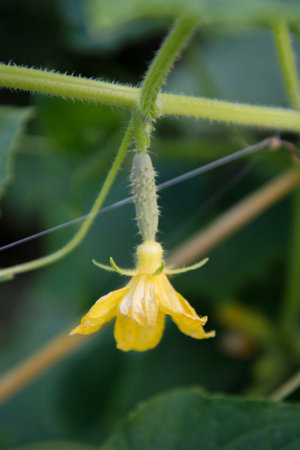 growing cucumbers in the gardenの写真素材