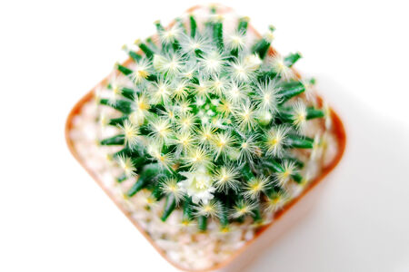 Cactus Isolatedの写真素材