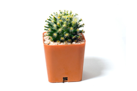 Cactus Isolatedの写真素材