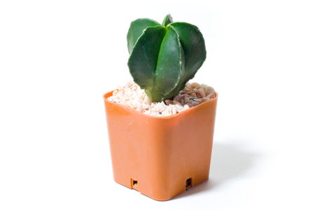 Cactus Isolatedの写真素材