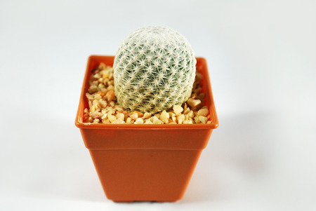 Cactus Isolatedの写真素材