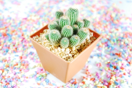 Cactus Isolatedの写真素材