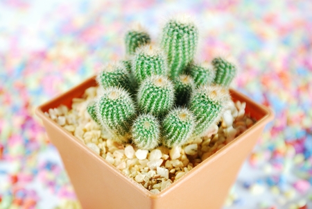 Cactus Isolatedの写真素材