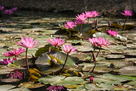 Pink lotus in the pond as flower style.の写真素材