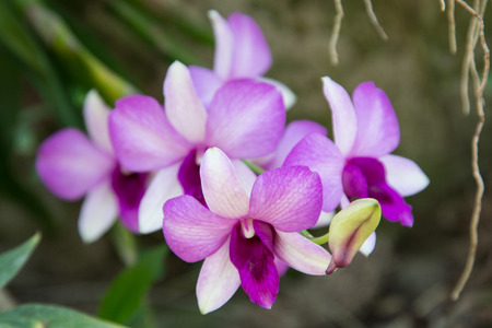 orchid on green blackbackgroundの写真素材