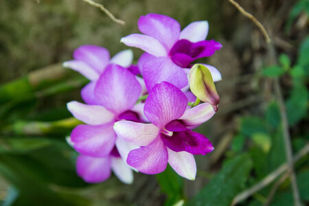 orchid on green blackbackgroundの写真素材