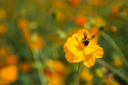 Bees are nectar in the flowers in Thailand.