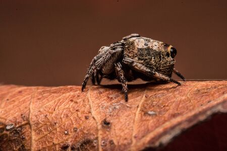 Gray cross spider (Larinioides sclopetarius) perched on leaves brown.の写真素材