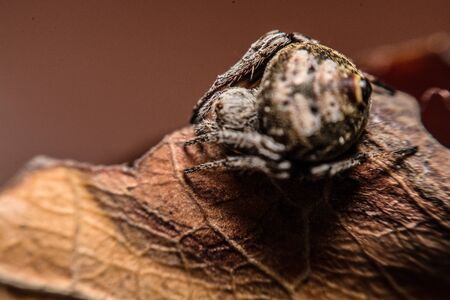 Gray cross spider (Larinioides sclopetarius) perched on leaves brown.の写真素材
