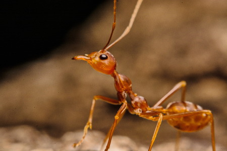 Closeup of ants with a background as a residentの写真素材