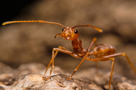 Closeup of ants with a background as a residentの写真素材