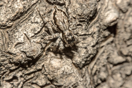 Gray cross spider (Larinioides sclopetarius) perched on tree bark.の写真素材