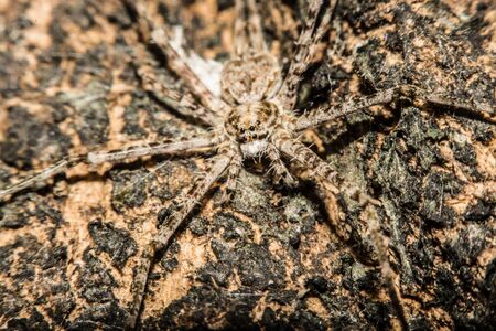 Gray cross spider (Larinioides sclopetarius) perched on tree bark.の写真素材