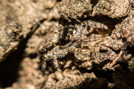 Gray cross spider (Larinioides sclopetarius) perched on tree bark.の写真素材